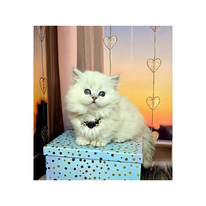 Munchkin Alva Pamela