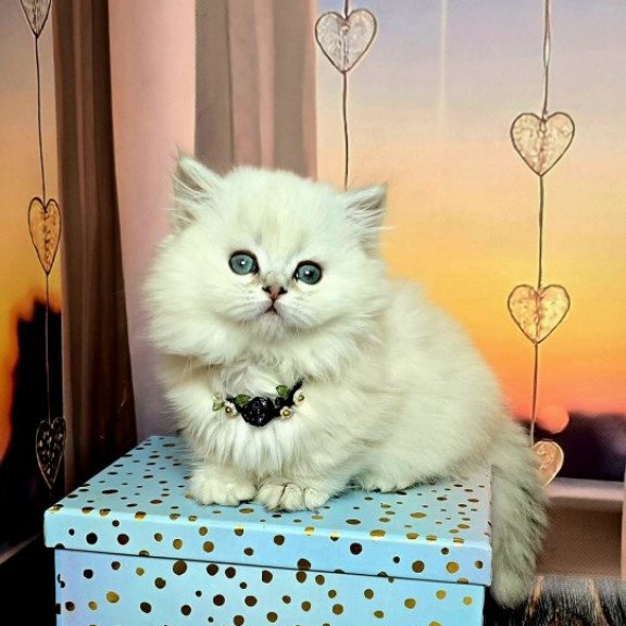 Munchkin Alva Pamela