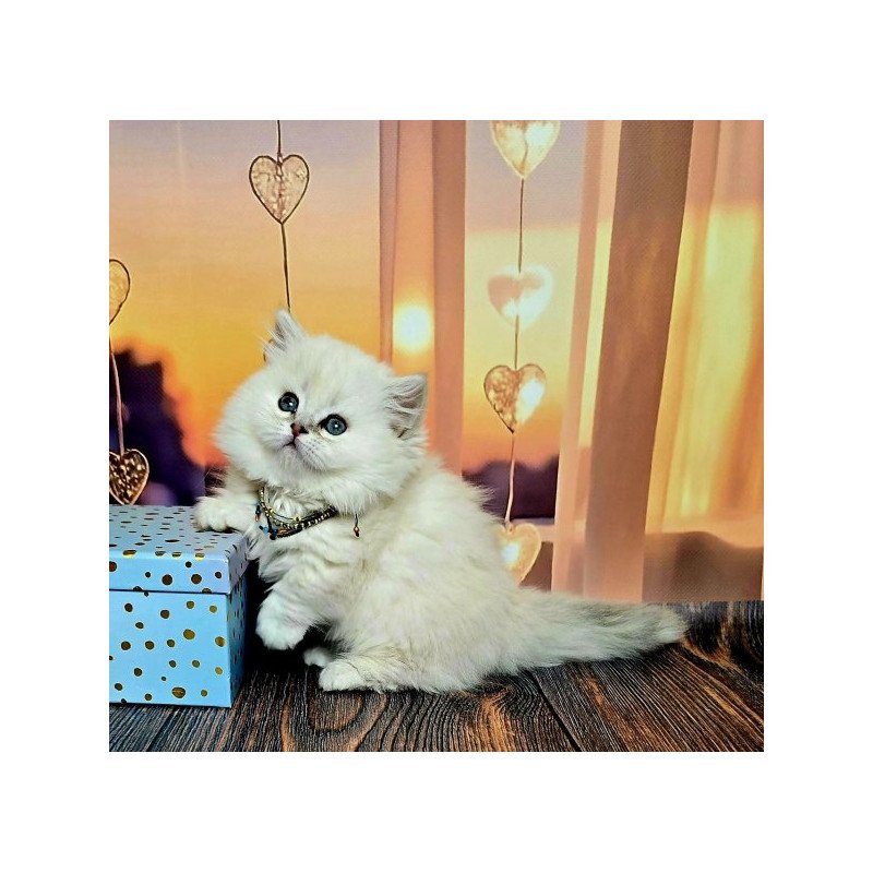 Munchkin Alva Pamela
