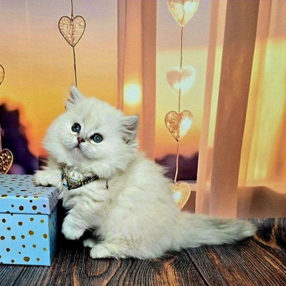 Munchkin Alva Pamela