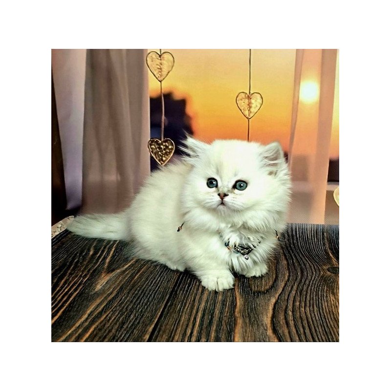 Munchkin Alva Pamela
