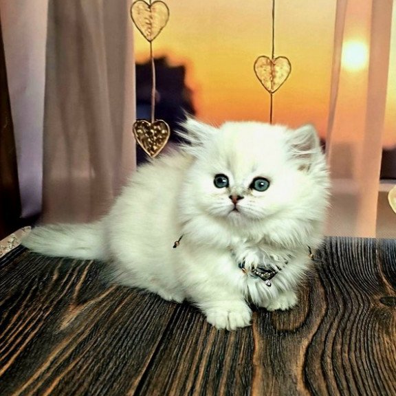 Munchkin Alva Pamela