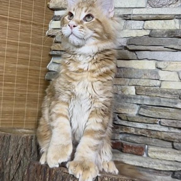 Maine Coon Alva Wotan Polydactyl