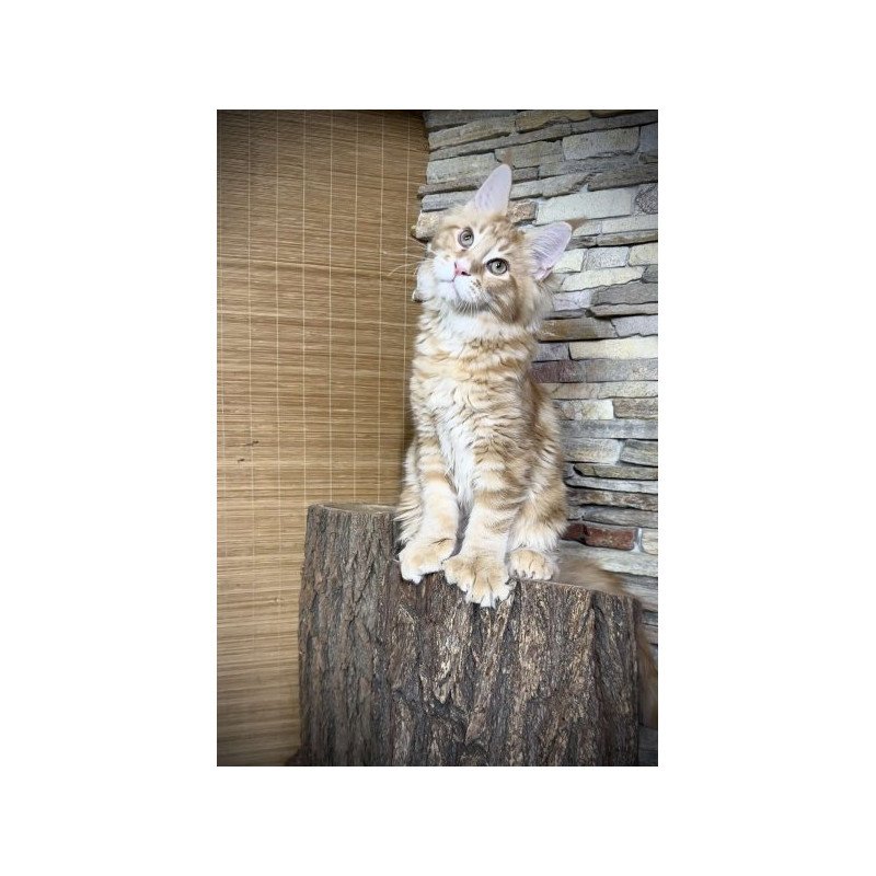 Maine Coon Alva Wotan Polydactyl