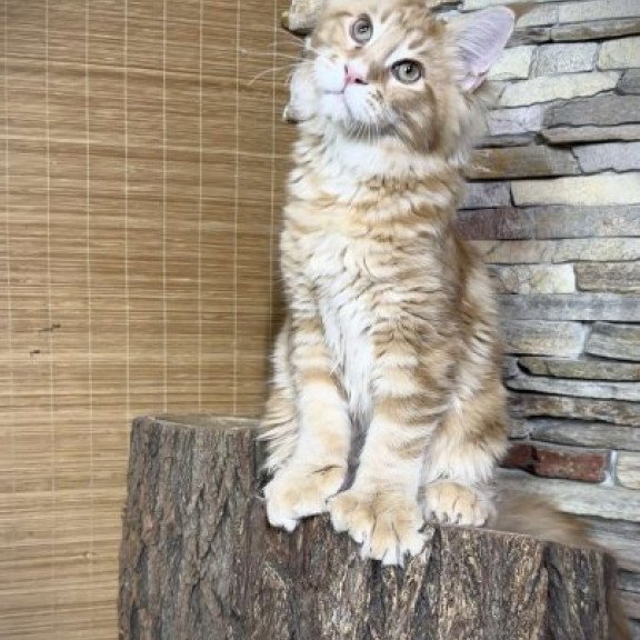 Maine Coon Alva Wotan Polydactyl