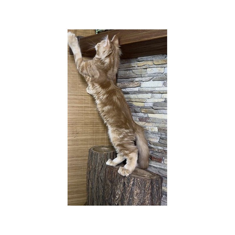 Maine Coon Alva Wotan Polydactyl