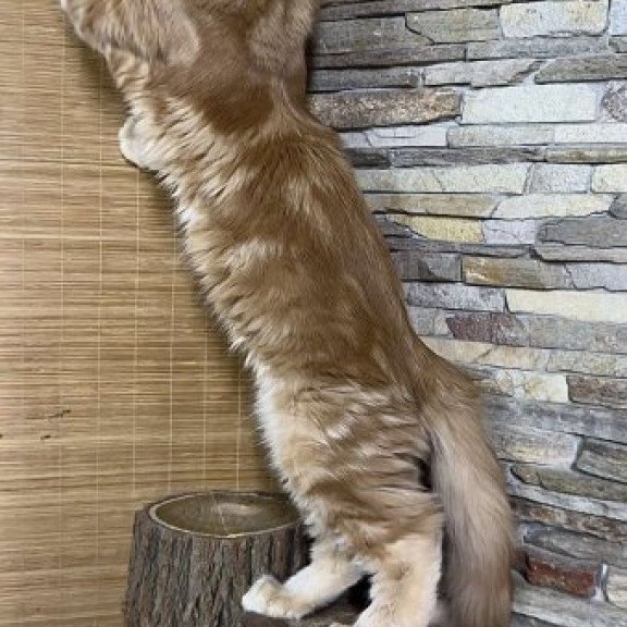 Maine Coon Alva Wotan Polydactyl