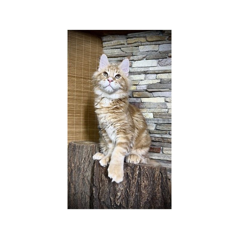 Maine Coon Alva Wotan Polydactyl