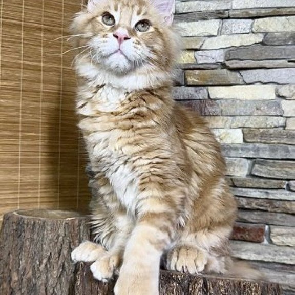 Maine Coon Alva Wotan Polydactyl