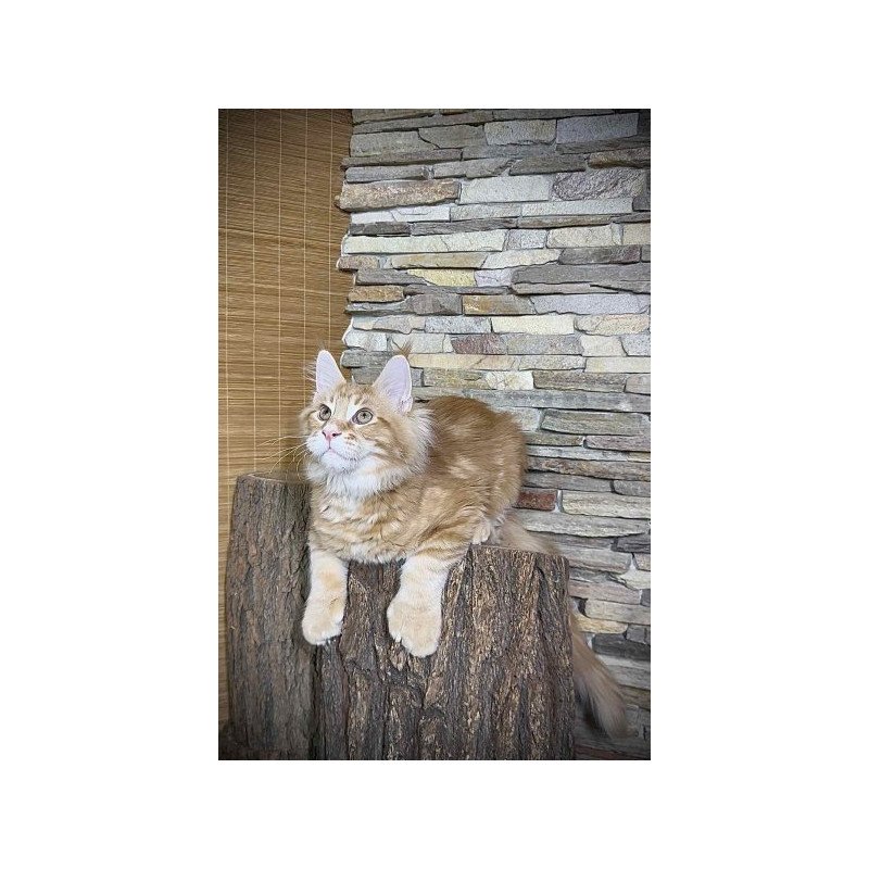 Maine Coon Alva Wotan Polydactyl