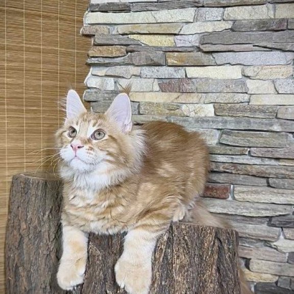 Maine Coon Alva Wotan Polydactyl