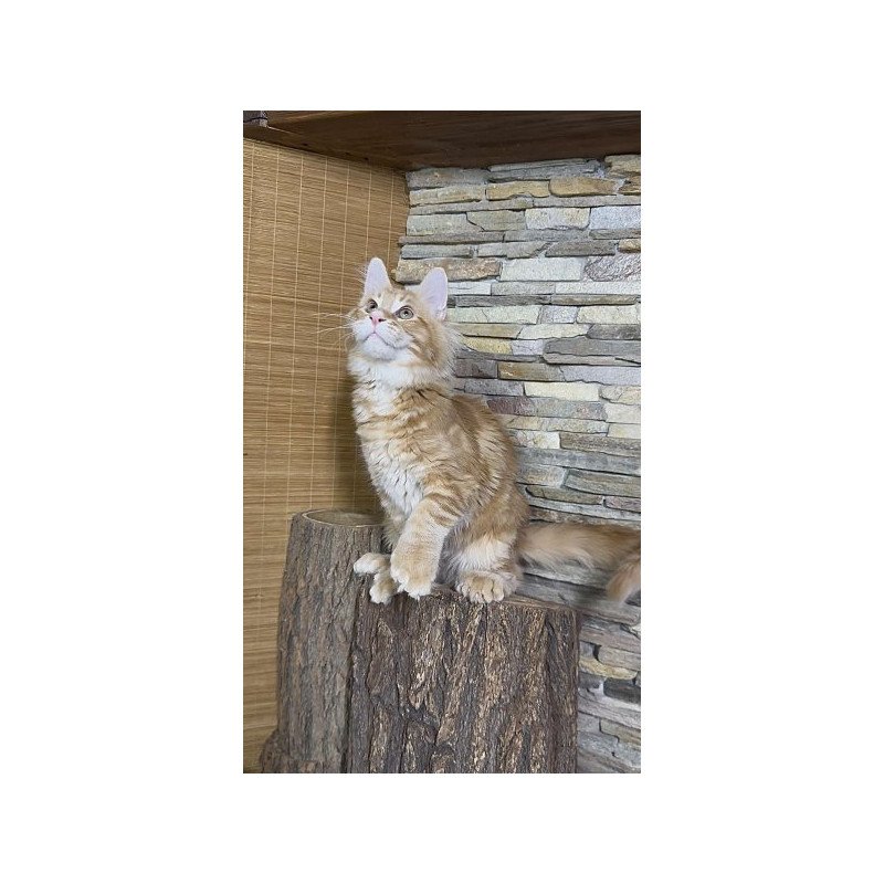 Maine Coon Alva Wotan Polydactyl