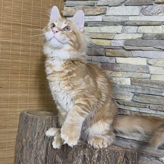 Maine Coon Alva Wotan Polydactyl