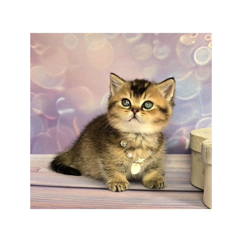 Munchkin Alva Romeo