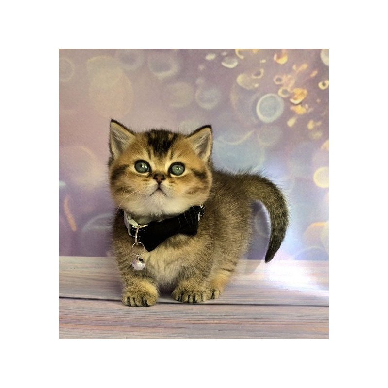 Munchkin Alva Romeo
