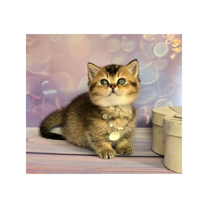 Munchkin Alva Romeo