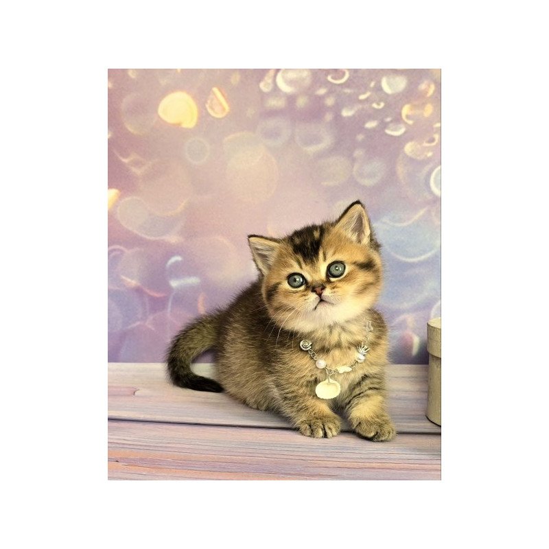Munchkin Alva Romeo