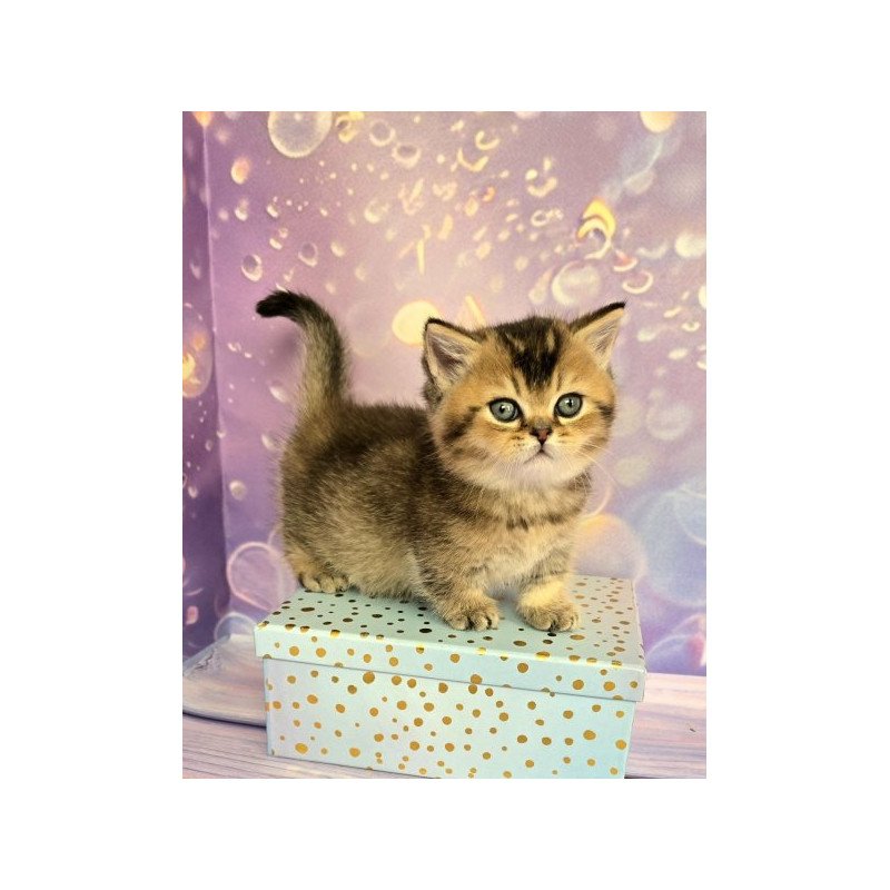 Munchkin Alva Romeo