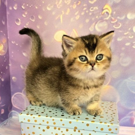 Munchkin Alva Romeo
