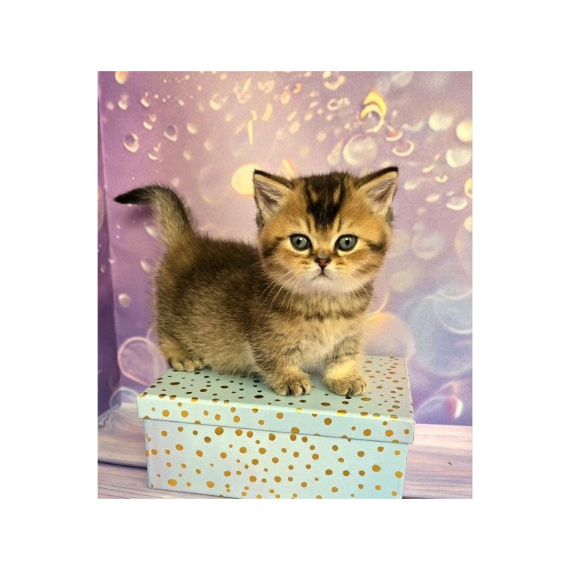 Munchkin Alva Romeo