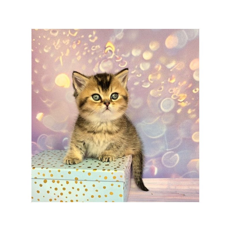 Munchkin Alva Romeo