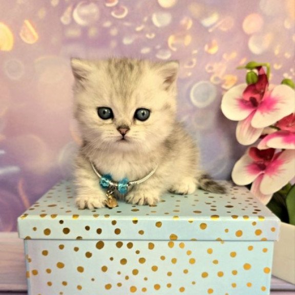 Munchkin Alva Luna