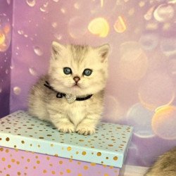 Munchkin Alva Luna