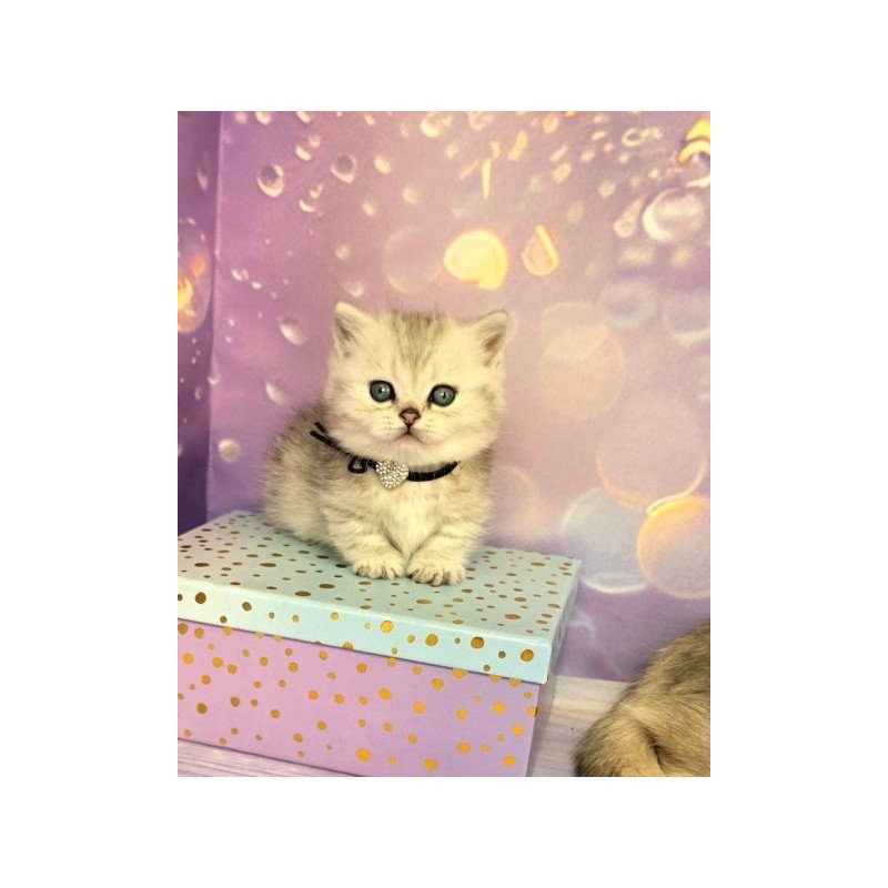 Munchkin Alva Luna