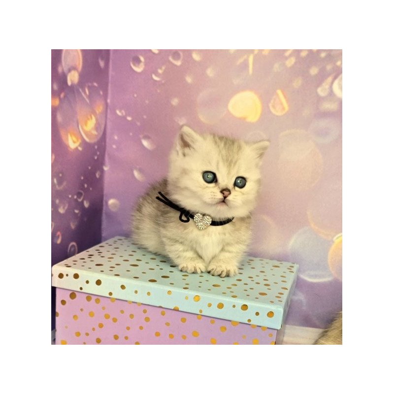 Munchkin Alva Luna