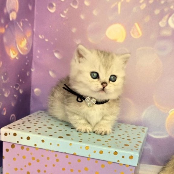 Munchkin Alva Luna