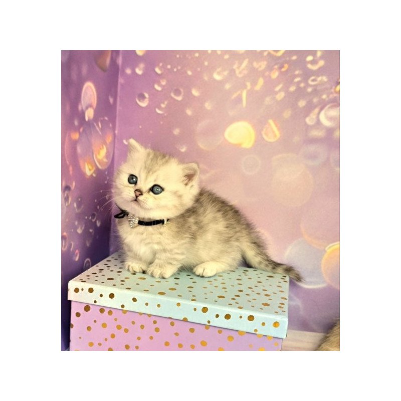 Munchkin Alva Luna
