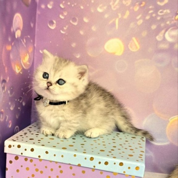 Munchkin Alva Luna