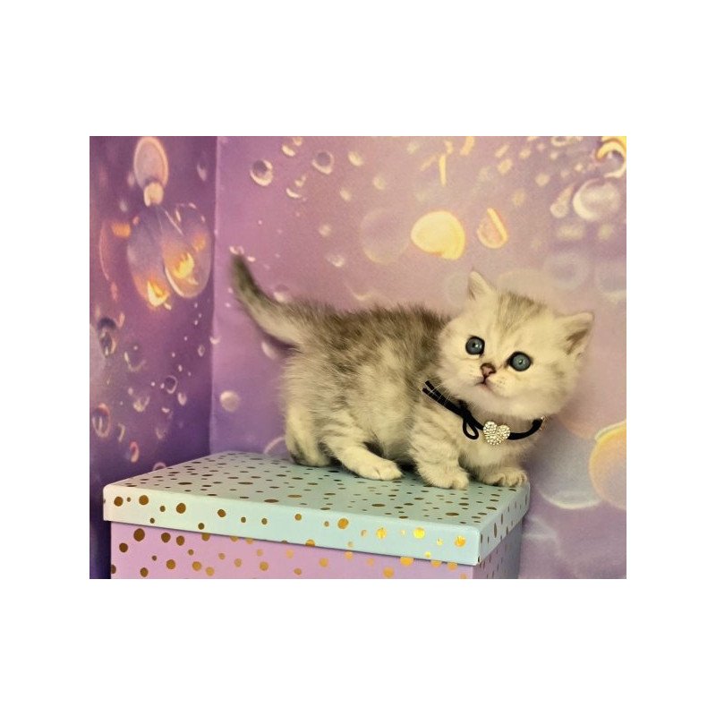 Munchkin Alva Luna
