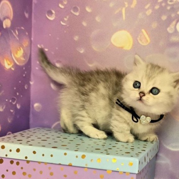 Munchkin Alva Luna