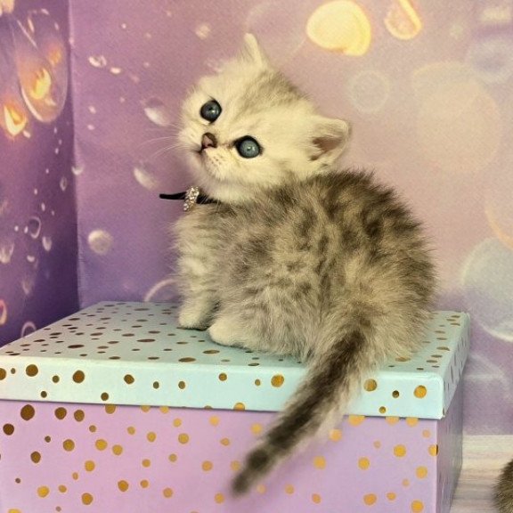 Munchkin Alva Luna