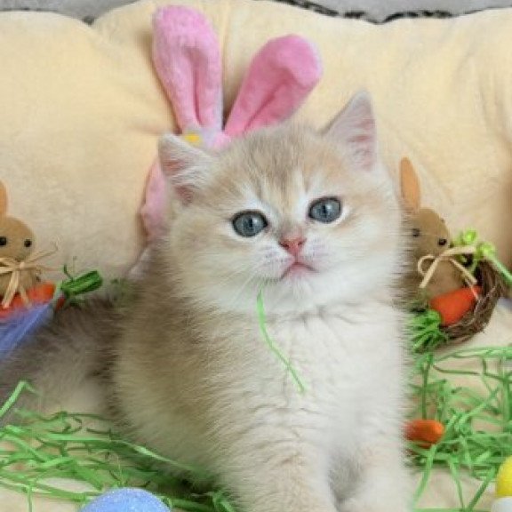 Dolka British