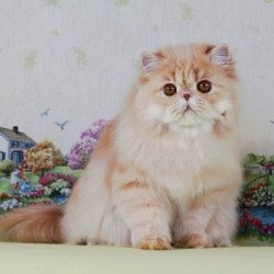 Persian Alva Feliks