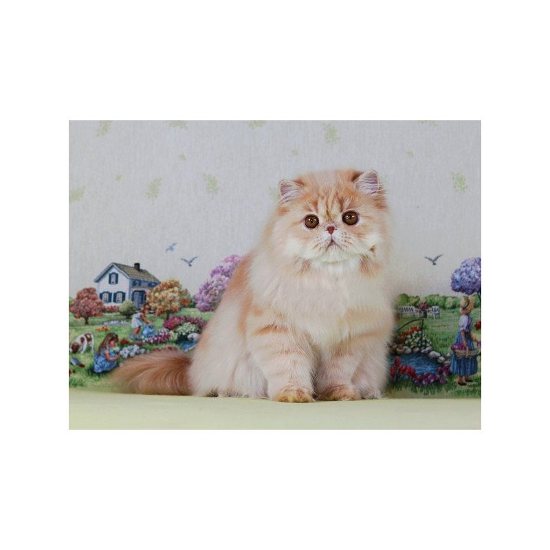 Persian Alva Feliks