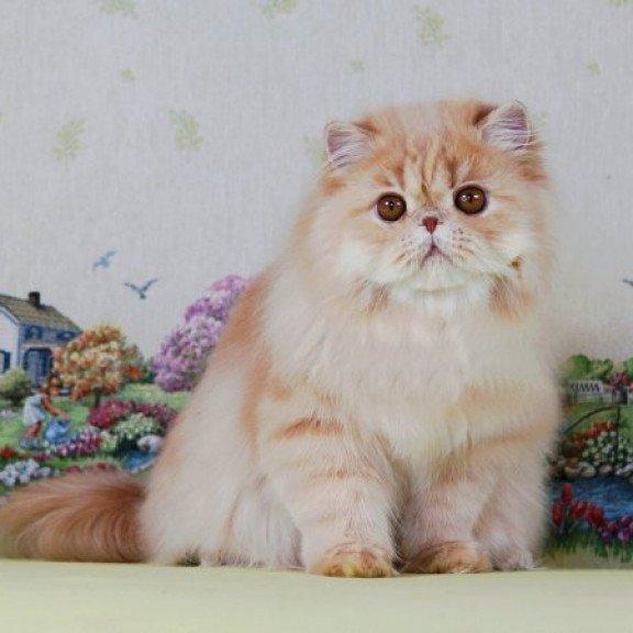 Persian Alva Feliks
