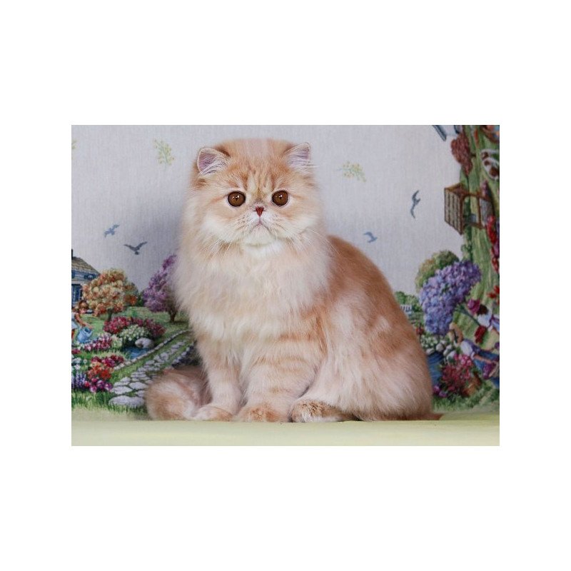 Persian Alva Feliks