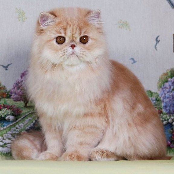 Persian Alva Feliks