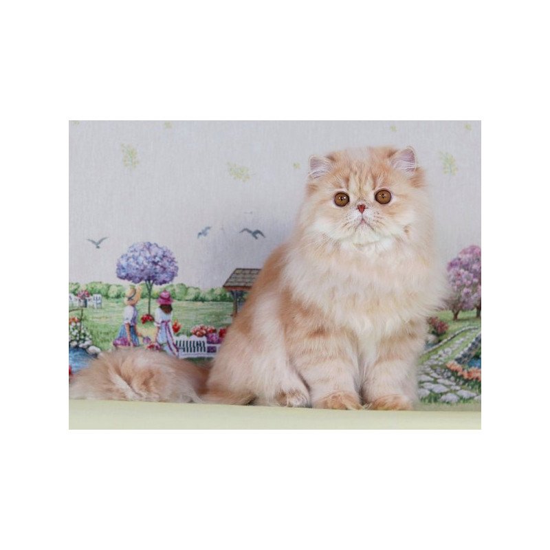 Persian Alva Feliks