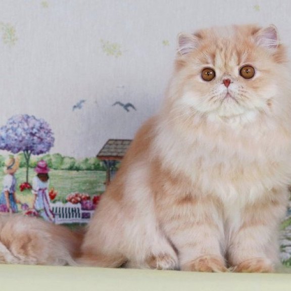 Persian Alva Feliks