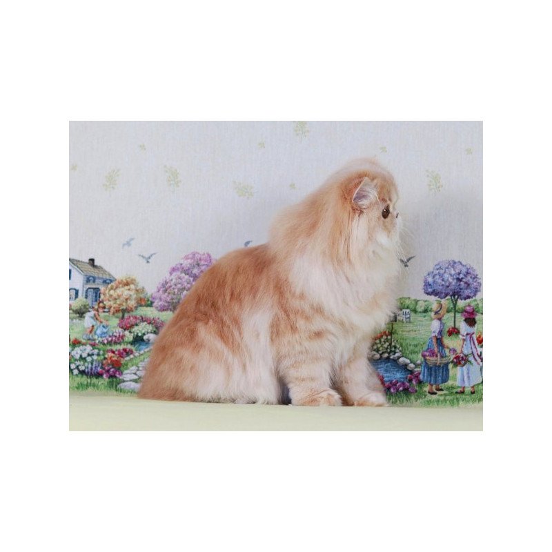 Persian Alva Feliks