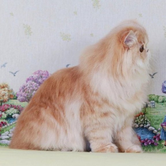 Persian Alva Feliks