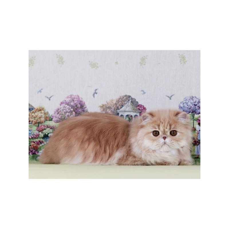 Persian Alva Feliks