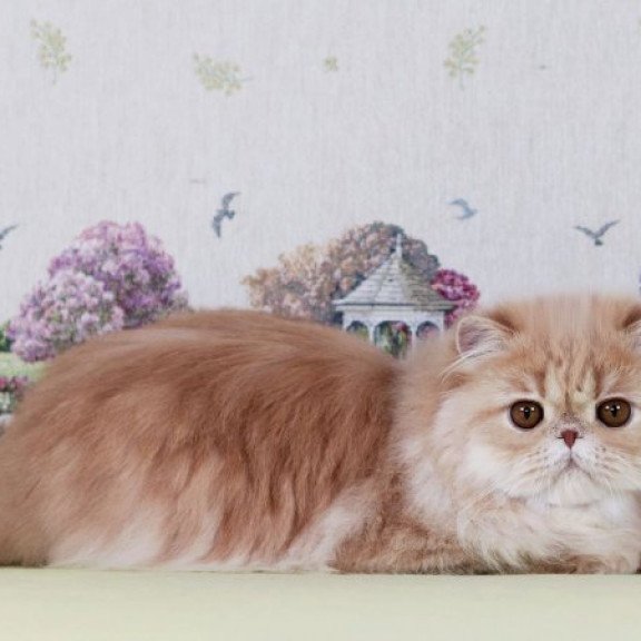 Persian Alva Feliks