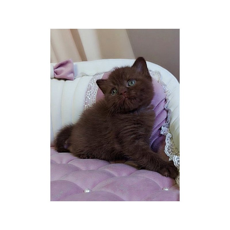 Jasper Scottish