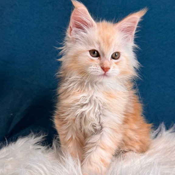 Maine Coon EZ Bentley