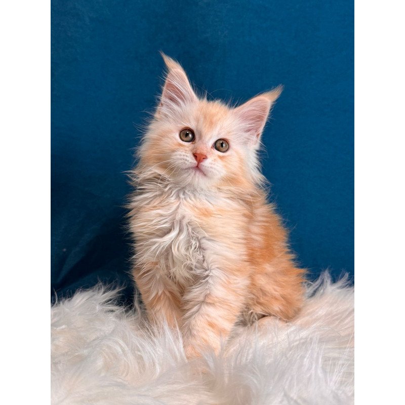 Maine Coon EZ Bentley